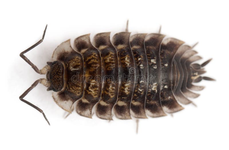 κοινή υψηλή όψη oniscus γωνίας woodlouse στοκ φωτογραφία με δικαίωμα ελεύθερης χρήσης