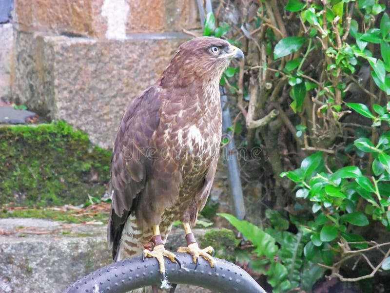 Common Buzzard Buteo buteo in the Uk. Common Buzzard Buteo buteo in the Uk