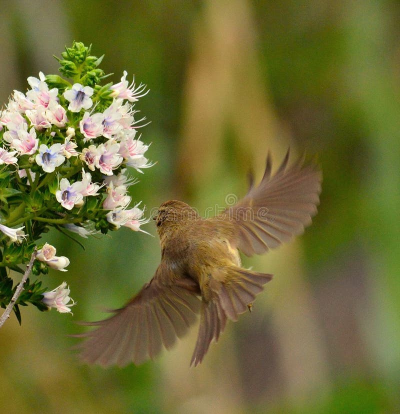 Κοινό chiffchaff κατά την πτήση στα wildflowers echium στοκ εικόνες Κοινό chiffchaff κατά την πτήση στα wildflowers echium στοκ εικόνες