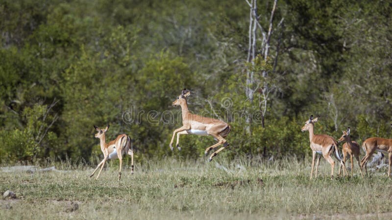 Κοινό Impala στο εθνικό πάρκο Kruger, Νότια Αφρική στοκ εικόνα με δικαίωμα ελεύθερης χρήσης