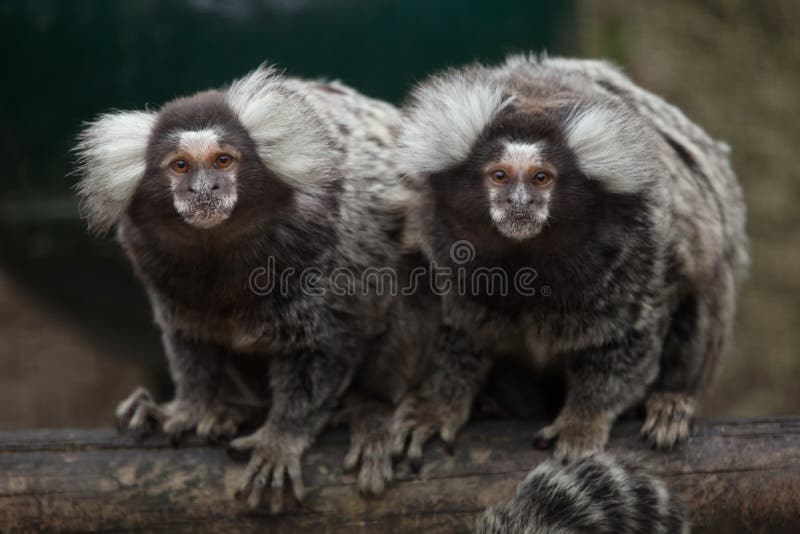 Κοινό jacchus Marmoset Callithrix Ζώο άγριας φύσης