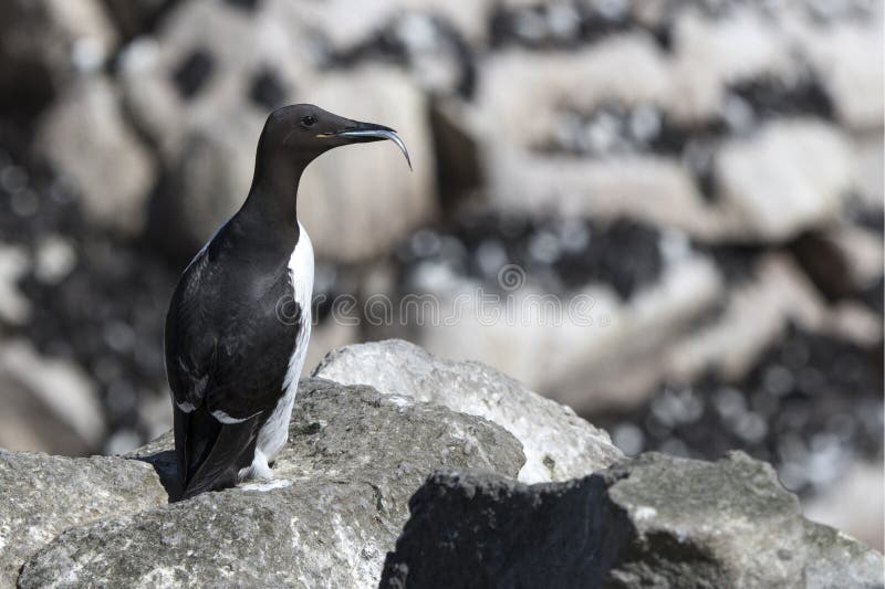 Common murre which sits on a cliff on the background of the colony with a fish in its beak. Common murre which sits on a cliff on the background of the colony with a fish in its beak