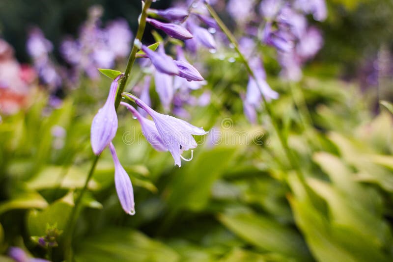 Κοινό persicifolia Campanula bellflower/ροδάκινο-με φύλλα bellflower με τις πτώσεις της βροχής στα ιώδη λουλούδια στοκ εικόνα Κοινό persicifolia Campanula bellflower/ροδάκινο-με φύλλα bellflower με τις πτώσεις της βροχής στα ιώδη λουλούδια στοκ εικόνα