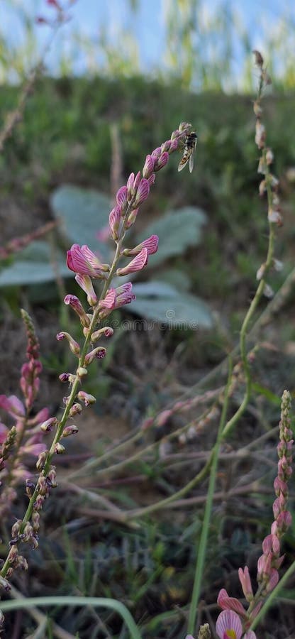 Κοινό Sainfoin Onobrychis viciifolia ndash a Hardy Κτηνοτροφία και Μονάδα επικονίασης. Το Common Sainfoin είναι ένα μακροχρόνιο όσπριο γνωστό για την ανοχή που επιδεικνύει στην ξηρασία, την ικανότητα καθορισμού νιτρογονιδίων και τη χορτονομή υψηλής ποιότητας για τα ζώα. Γηγενής της Ευρώπης και της Ασίας ευδοκιμεί σε πυκνά αποχετευτικά εδάφη και ανθίσταται στο άνθισμα, καθιστώντας την εξαιρετική εναλλακτική της alfalfa. Με τα μοβ άνθη του, το Sainfoin προσελκύει μέλισσες και άλλους επικονιαστές που συμβάλλουν στη βιοποικιλότητα και την υγεία του εδάφους. Χρησιοριοιείται ευρέω για έργα βελτίωση του εδάφου και οικοτόριου άγρια ζωή.