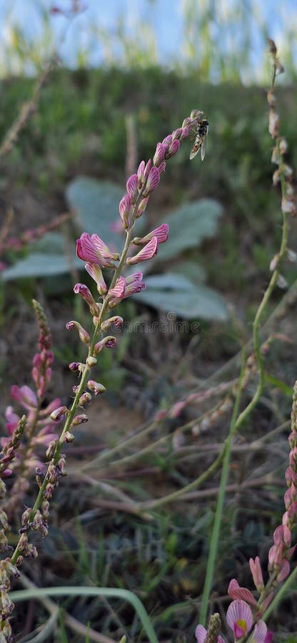 Κοινό Sainfoin Onobrychis viciifolia ndash a Hardy Κτηνοτροφία και Μονάδα επικονίασης στοκ φωτογραφία