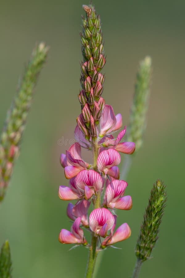κοινό sainfoin onobrychis viciifolia στοκ φωτογραφίες