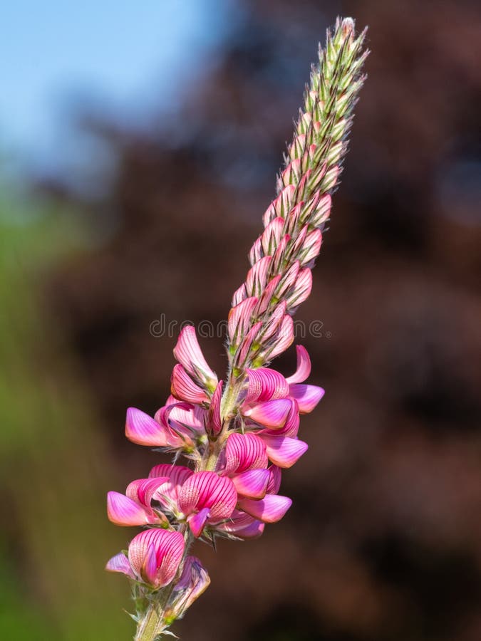 κοινό sainfoin onobrychis viciifolia στοκ φωτογραφία