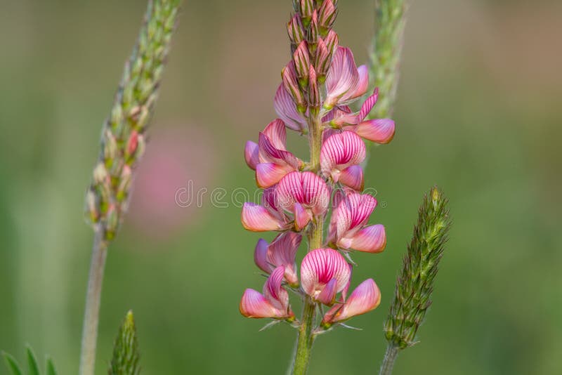 κοινό sainfoin onobrychis viciifolia στοκ εικόνα