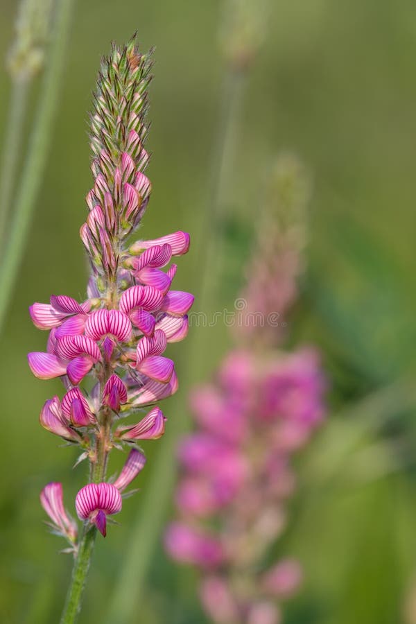 κοινό sainfoin onobrychis viciifolia στοκ εικόνα