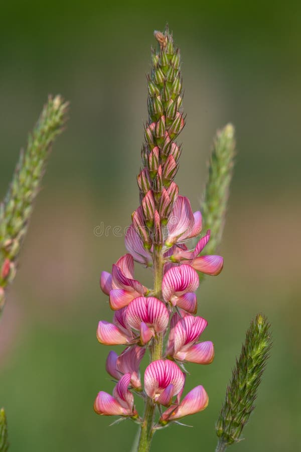 κοινό sainfoin onobrychis viciifolia στοκ φωτογραφίες