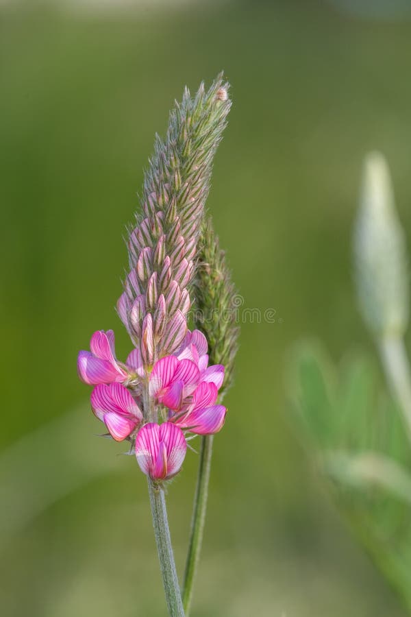 κοινό sainfoin onobrychis viciifolia στοκ εικόνα με δικαίωμα ελεύθερης χρήσης