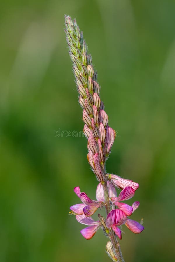 κοινό sainfoin onobrychis viciifolia στοκ εικόνα