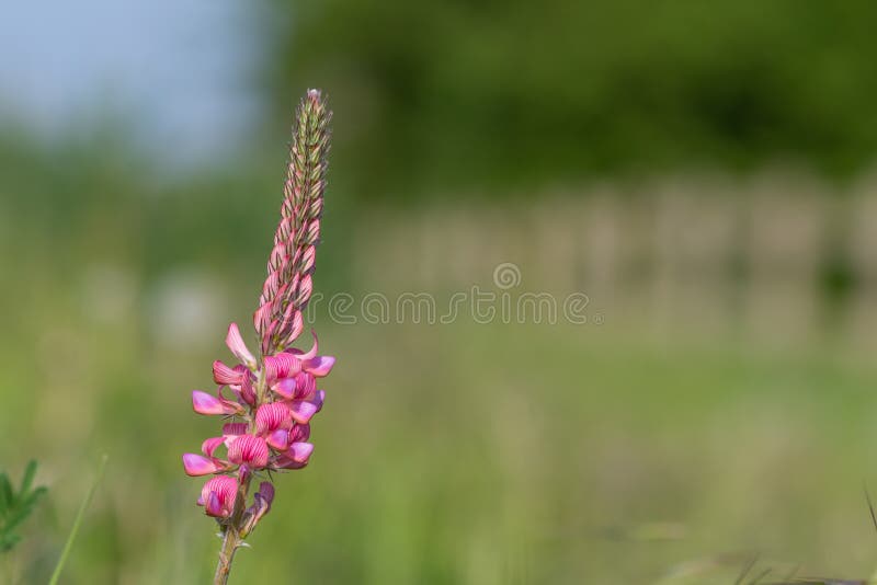 κοινό sainfoin onobrychis viciifolia στοκ εικόνα