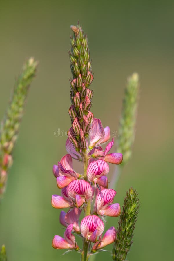κοινό sainfoin onobrychis viciifolia στοκ φωτογραφίες