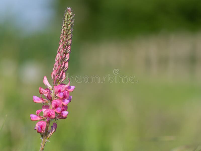 κοινό sainfoin onobrychis viciifolia στοκ φωτογραφίες