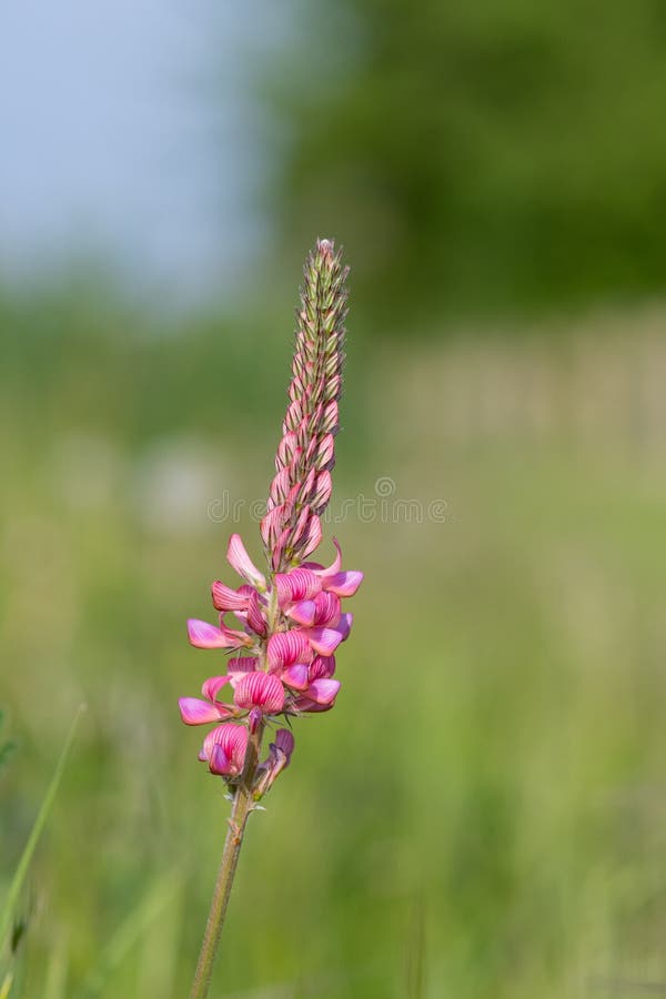 κοινό sainfoin onobrychis viciifolia στοκ φωτογραφία με δικαίωμα ελεύθερης χρήσης