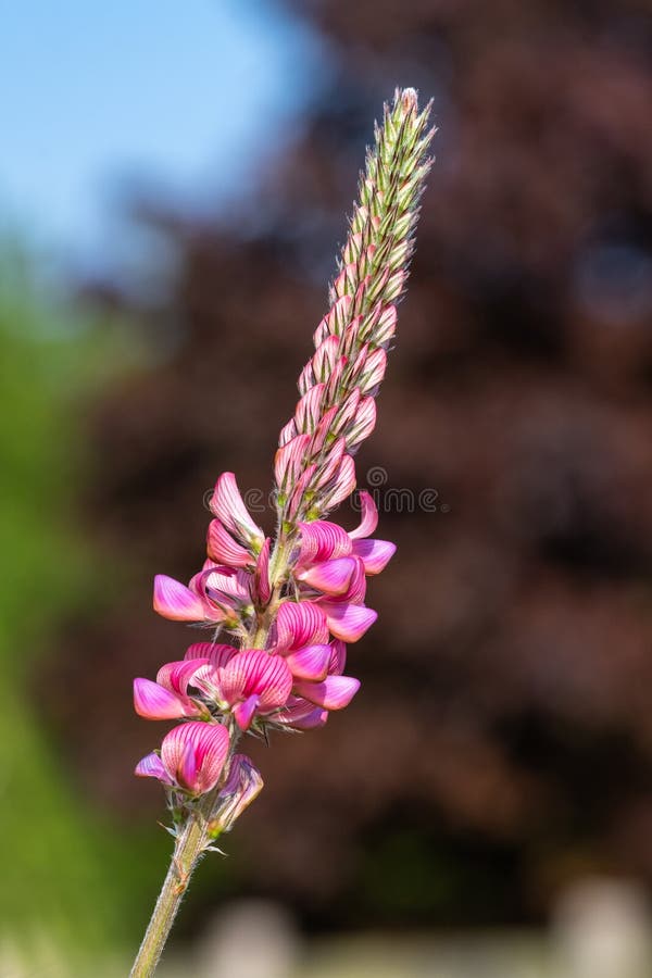 κοινό sainfoin onobrychis viciifolia στοκ εικόνες με δικαίωμα ελεύθερης χρήσης