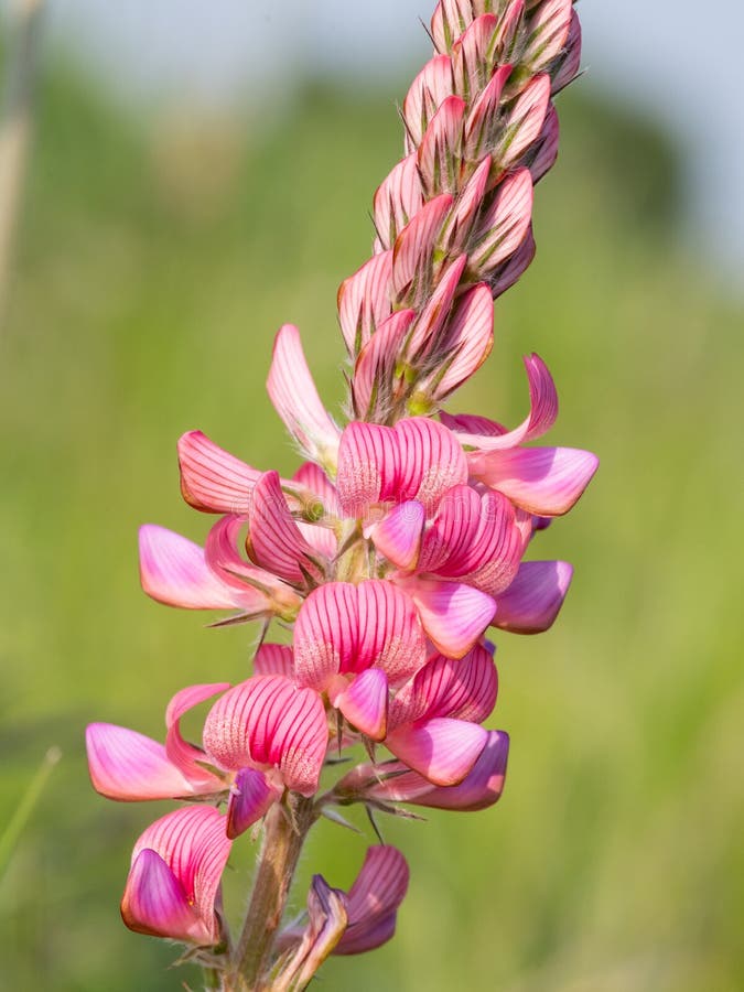 κοινό sainfoin onobrychis viciifolia στοκ φωτογραφία