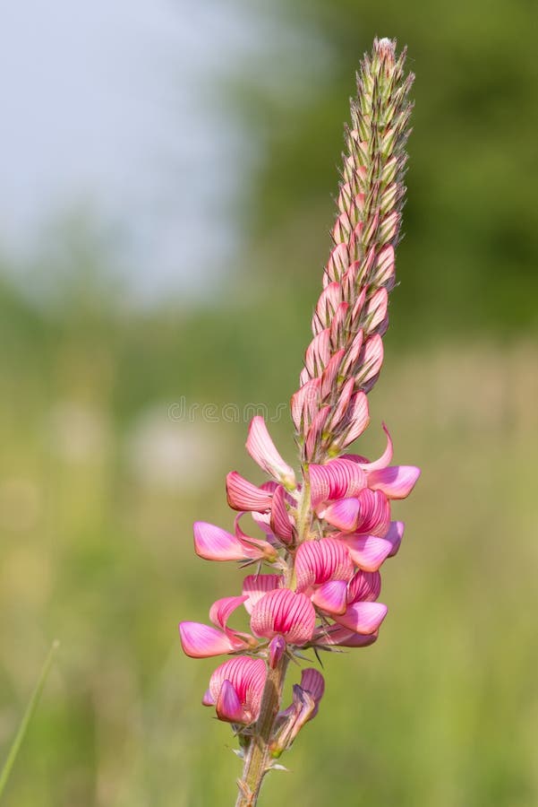 κοινό sainfoin onobrychis viciifolia στοκ φωτογραφίες