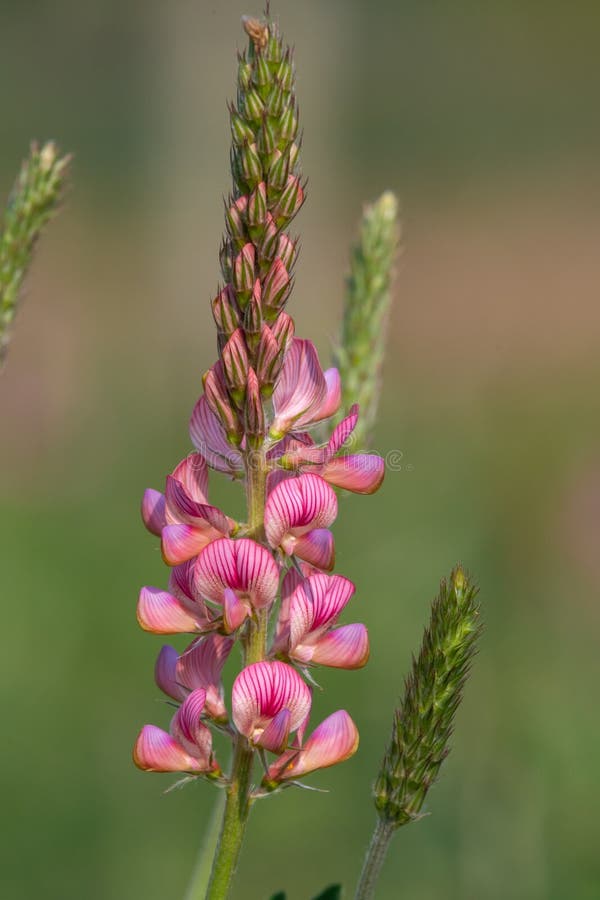 κοινό sainfoin onobrychis viciifolia στοκ φωτογραφίες με δικαίωμα ελεύθερης χρήσης