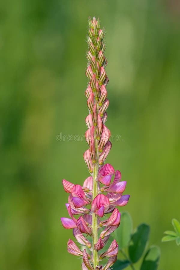 κοινό sainfoin onobrychis viciifolia στοκ εικόνα