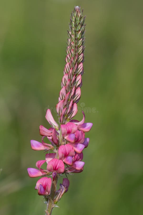 κοινό sainfoin onobrychis viciifolia στοκ φωτογραφία με δικαίωμα ελεύθερης χρήσης