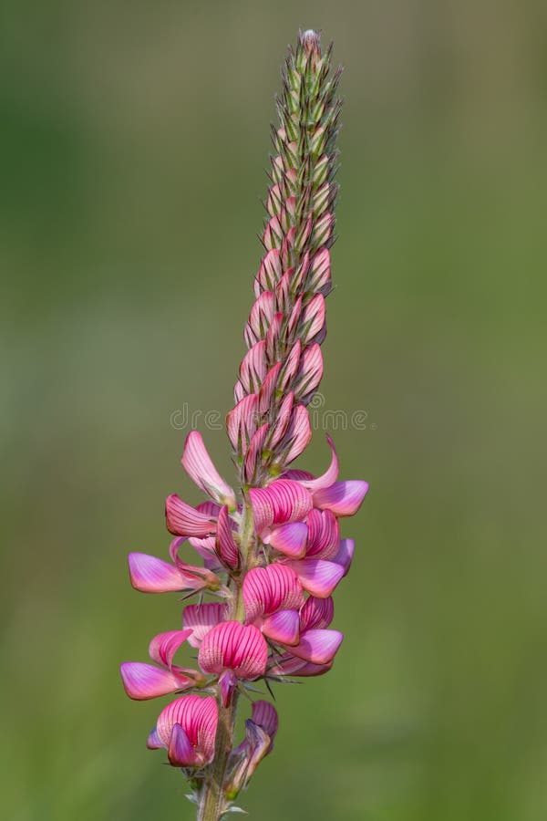 κοινό sainfoin onobrychis viciifolia στοκ φωτογραφία