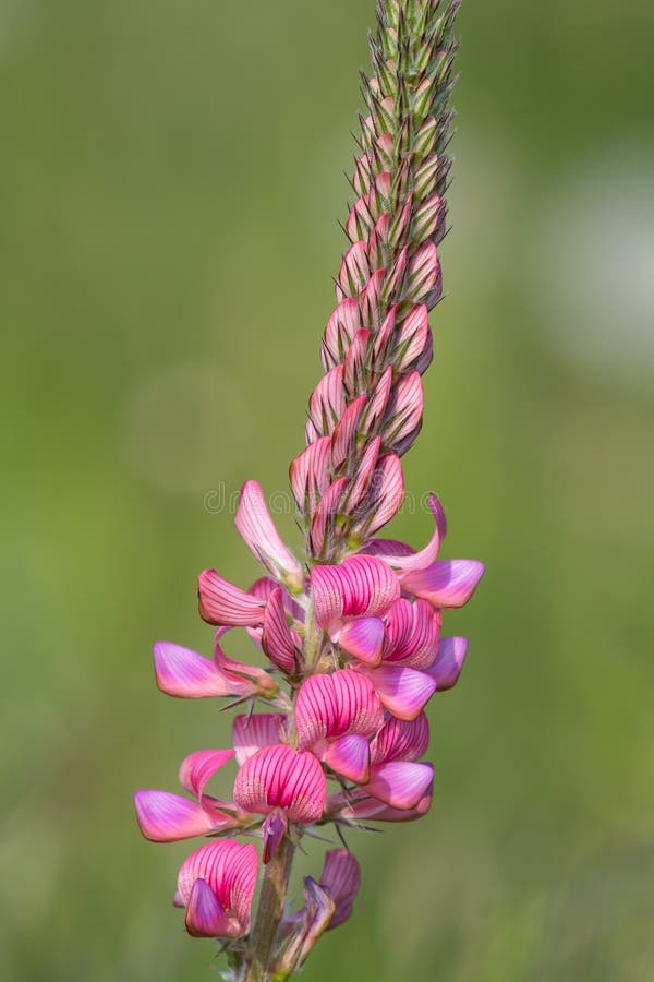 κοινό sainfoin onobrychis viciifolia στοκ φωτογραφία με δικαίωμα ελεύθερης χρήσης