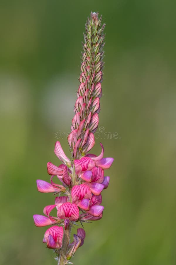 κοινό sainfoin onobrychis viciifolia στοκ φωτογραφίες με δικαίωμα ελεύθερης χρήσης