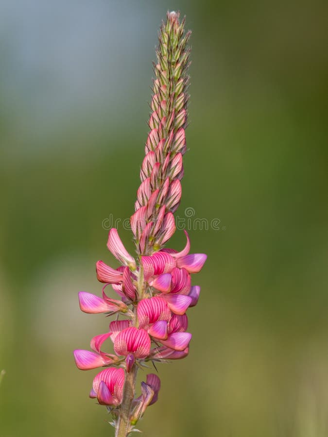 κοινό sainfoin onobrychis viciifolia στοκ φωτογραφίες