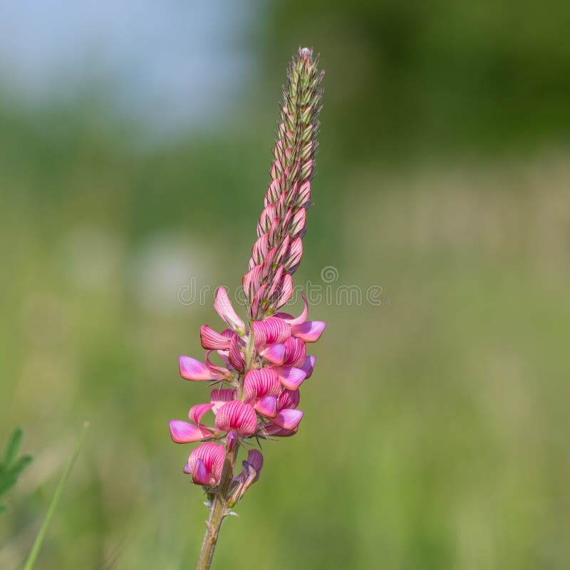 κοινό sainfoin onobrychis viciifolia στοκ εικόνες