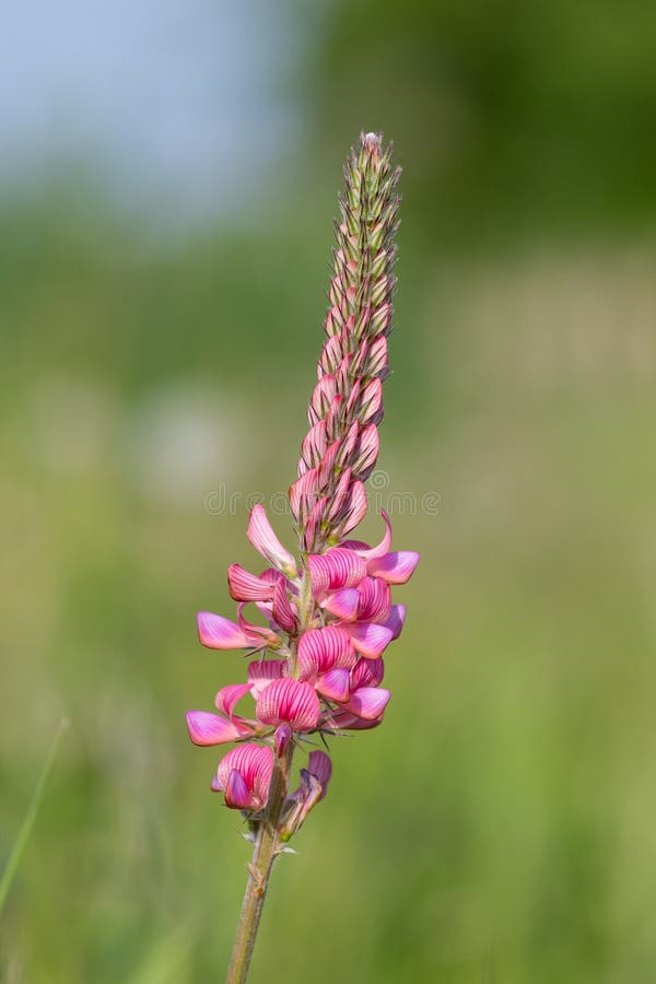 κοινό sainfoin onobrychis viciifolia στοκ εικόνες
