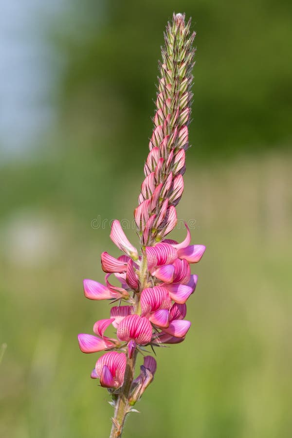 κοινό sainfoin onobrychis viciifolia στοκ εικόνες
