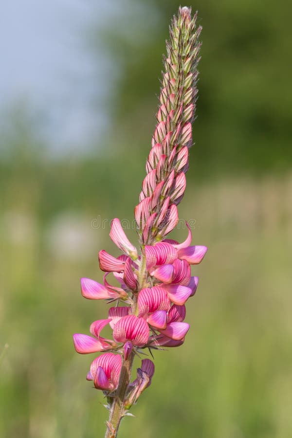κοινό sainfoin onobrychis viciifolia στοκ φωτογραφίες με δικαίωμα ελεύθερης χρήσης
