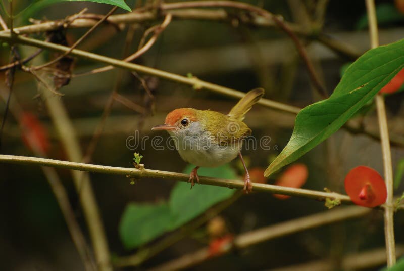 κοινό tailorbird στοκ φωτογραφία με δικαίωμα ελεύθερης χρήσης