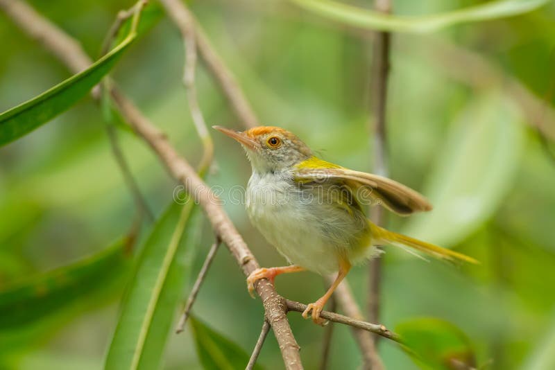 Κοινό Tailorbird στοκ φωτογραφία με δικαίωμα ελεύθερης χρήσης