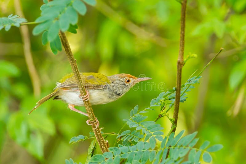 Κοινό Tailorbird στοκ φωτογραφίες