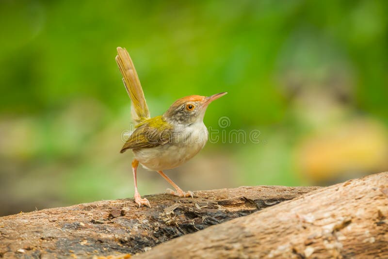 κοινό tailorbird στοκ εικόνες
