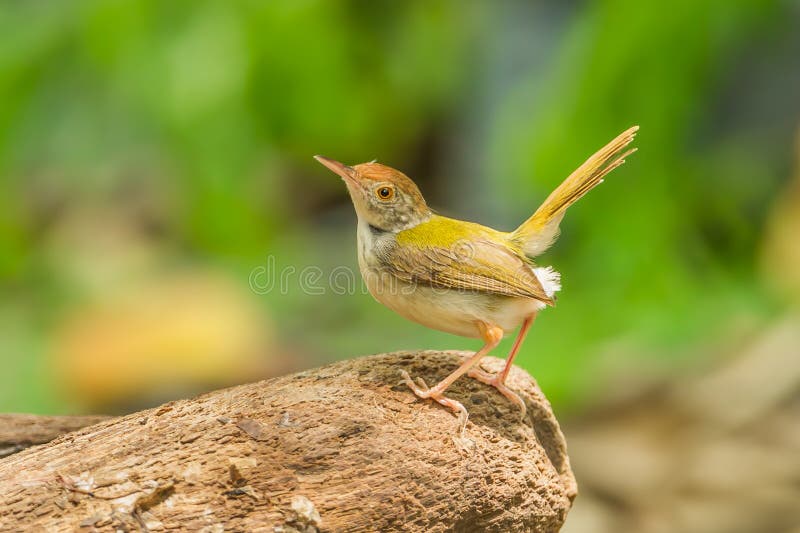 κοινό tailorbird στοκ φωτογραφία με δικαίωμα ελεύθερης χρήσης