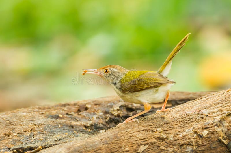 κοινό tailorbird στοκ εικόνες με δικαίωμα ελεύθερης χρήσης
