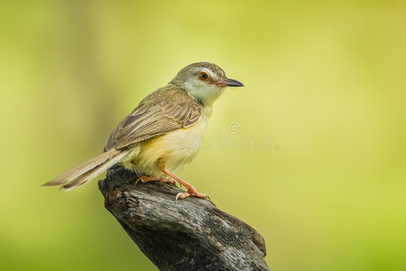 κοινό tailorbird στοκ εικόνες