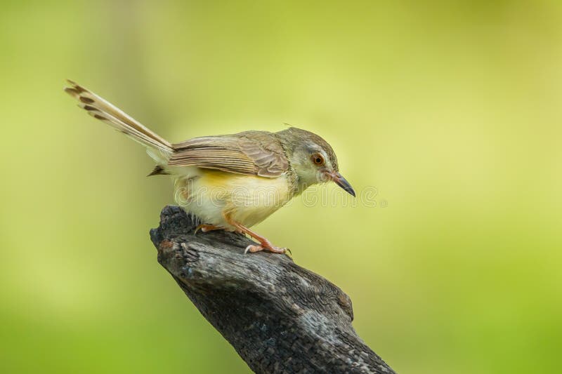 κοινό tailorbird στοκ φωτογραφία με δικαίωμα ελεύθερης χρήσης