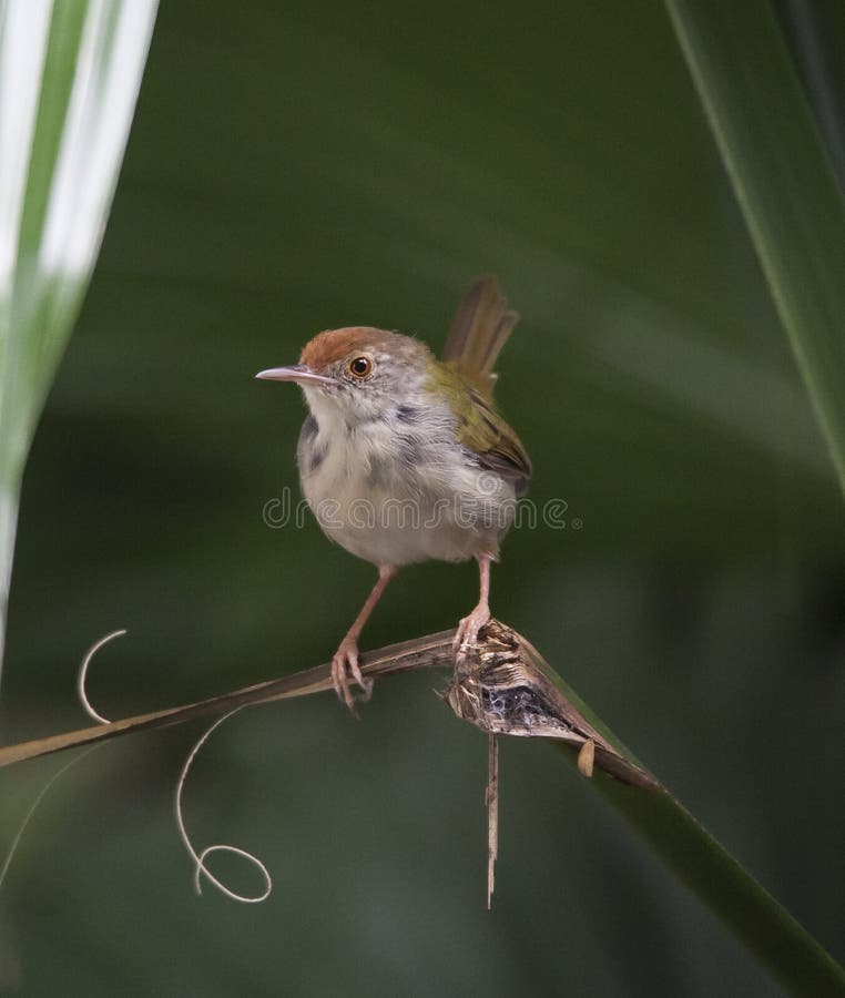 κοινό tailorbird στοκ εικόνες