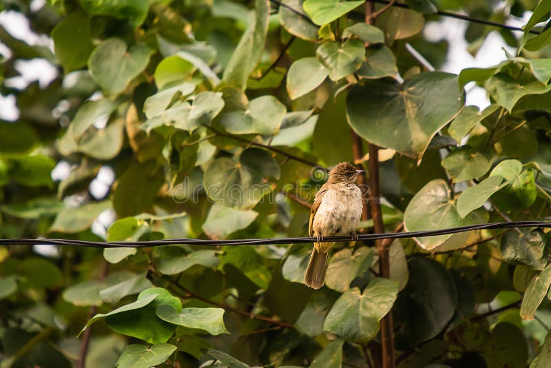 Κοινό Tailorbird στο δέντρο στοκ φωτογραφίες με δικαίωμα ελεύθερης χρήσης