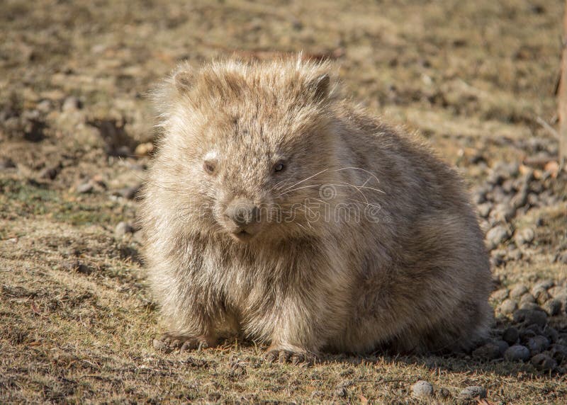 κοινό wombat στοκ εικόνα με δικαίωμα ελεύθερης χρήσης κοινό wombat στοκ εικόνα με δικαίωμα ελεύθερης χρήσης