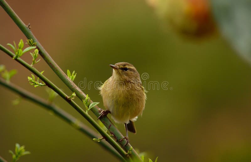 Κοινό πουλί chiffchaff στοκ εικόνες Κοινό πουλί chiffchaff στοκ εικόνες