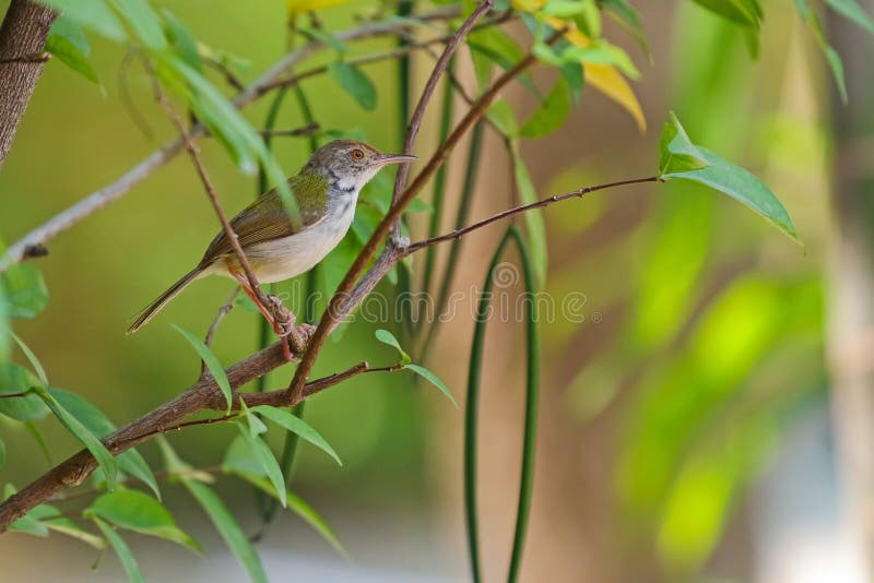 Κοινό πουλί tailorbird που σκαρφαλώνει σε έναν κλάδο στον κήπο στοκ φωτογραφία