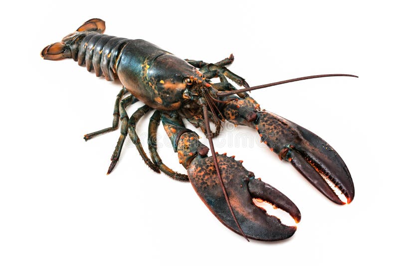 Common lobster isolated on a white studio background. Common lobster isolated on a white studio background