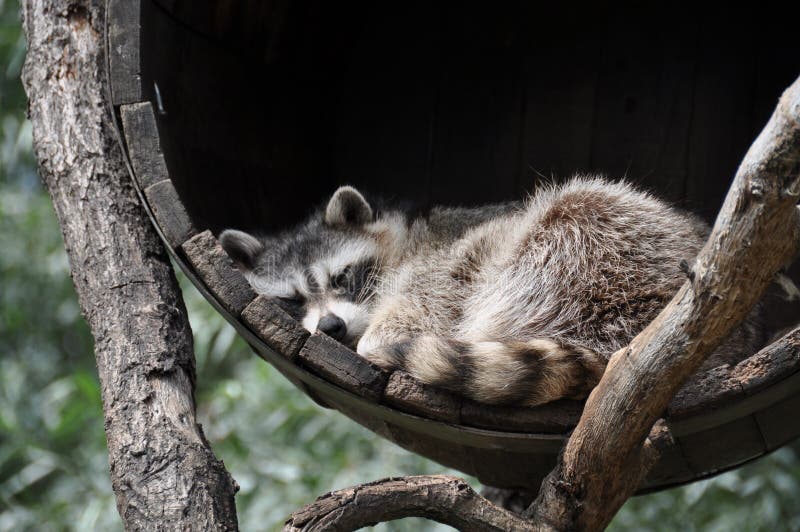 Κοισμένος racoon σκυλί tun στοκ εικόνα με δικαίωμα ελεύθερης χρήσης Κοισμένος racoon σκυλί tun στοκ εικόνα με δικαίωμα ελεύθερης χρήσης