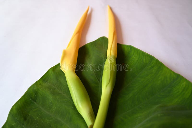 Colocasia flower. Its other names elephant ear, cocoyam, large leaved genera, Araceae, Xanthosoma�and�Caladium. Arbi flower. Colocasia flower. Its other names elephant ear, cocoyam, large leaved genera, Araceae, Xanthosoma�and�Caladium. Arbi flower.